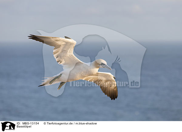 Basstlpel / northern gannet / MBS-13154