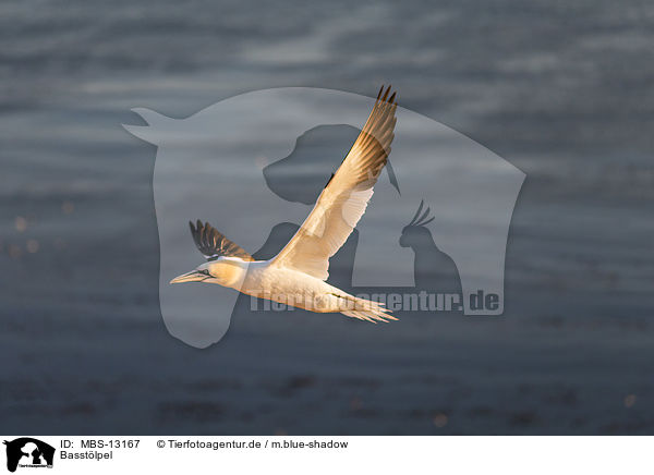 Basstlpel / northern gannet / MBS-13167