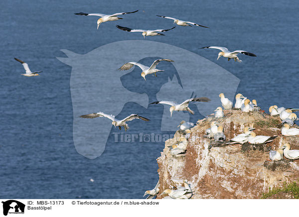 Basstlpel / northern gannets / MBS-13173