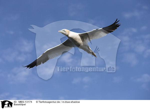 Basstlpel / northern gannet / MBS-13174