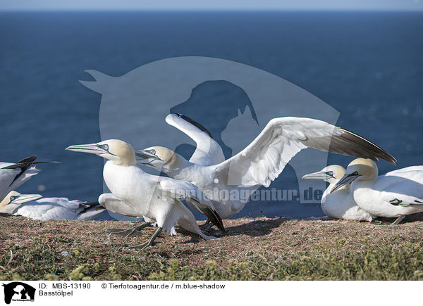 Basstlpel / northern gannets / MBS-13190