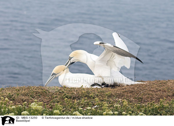 Basstlpel / northern gannets / MBS-13250