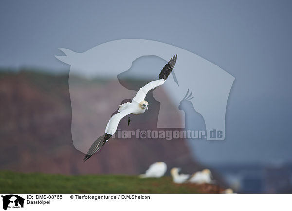 Basstlpel / northern gannet / DMS-08765