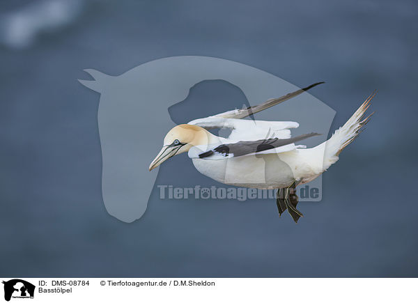 Basstlpel / northern gannet / DMS-08784