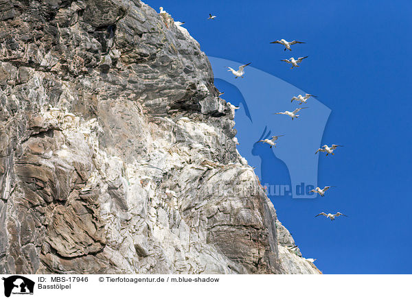 Basstlpel / northern gannets / MBS-17946