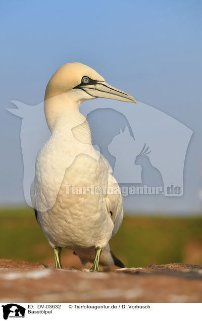 Basstlpel / northern gannet / DV-03632