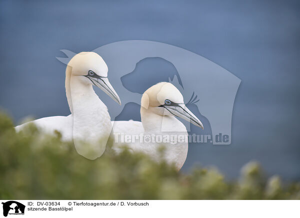 sitzende Basstlpel / sitting Northern Gannets / DV-03634