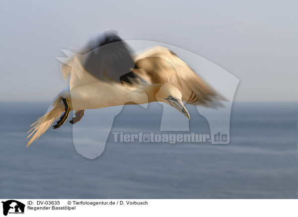fliegender Basstlpel / flying Northern Gannet / DV-03635
