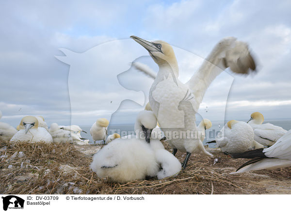 Basstlpel / Northern Gannet / DV-03709