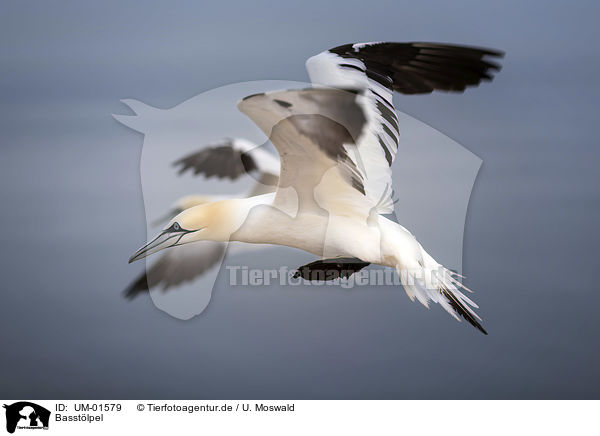 Basstlpel / Northern Gannet / UM-01579