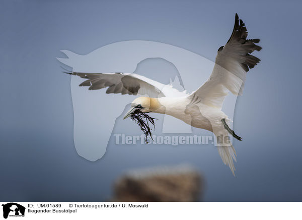 fliegender Basstlpel / flying Northern Gannet / UM-01589