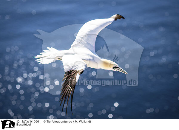 Basstlpel / northern gannet / MAW-01066