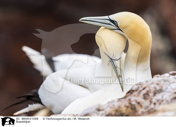 Basstlpel / northern gannet / MAW-01068