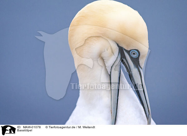 Basstlpel / northern gannet / MAW-01078