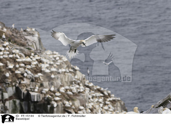 Basstlpel / gannet / FF-15144