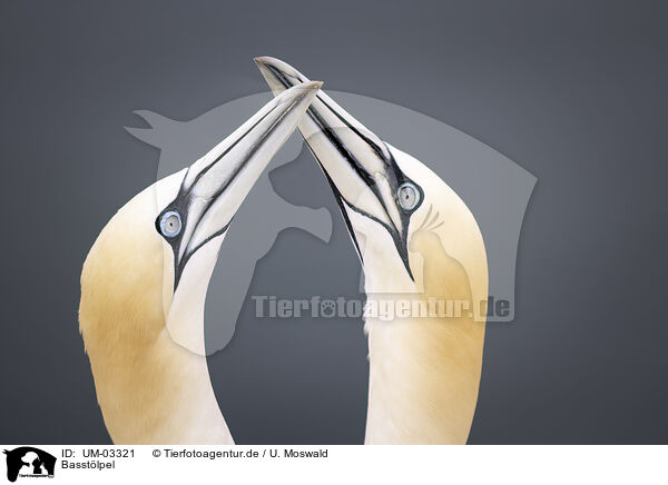 Basstlpel / northern gannet / UM-03321