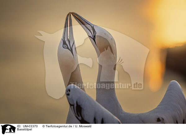 Basstlpel / northern gannet / UM-03370