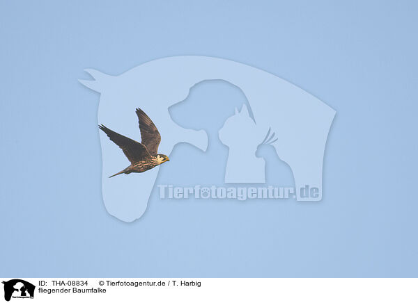 fliegender Baumfalke / flying hobby / THA-08834