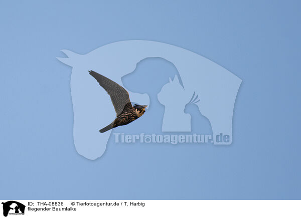 fliegender Baumfalke / flying hobby / THA-08836