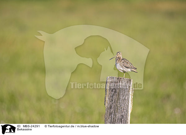 Bekassine / Common Snipe / MBS-24291