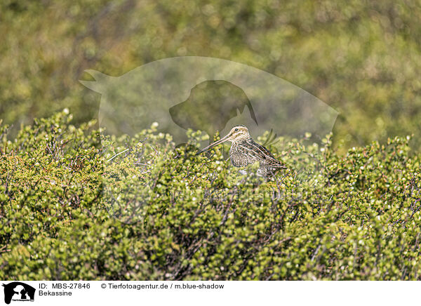 Bekassine / common snipe / MBS-27846