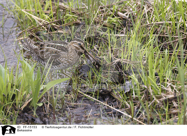 Bekassine / common snipe / FF-15153