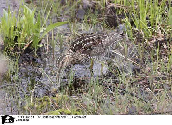 Bekassine / common snipe / FF-15154