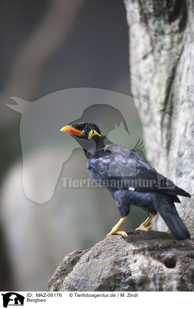 Bergbeo / hill myna / MAZ-06176