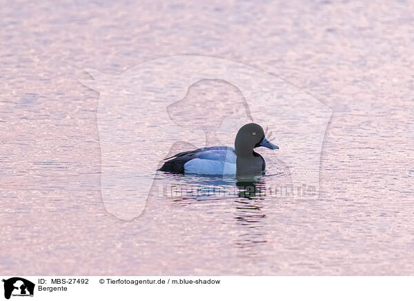 Bergente / greater scaup duck / MBS-27492