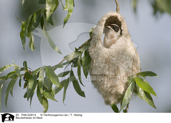Beutelmeise im Nest / Eurasian penduline tit in nest / THA-02812