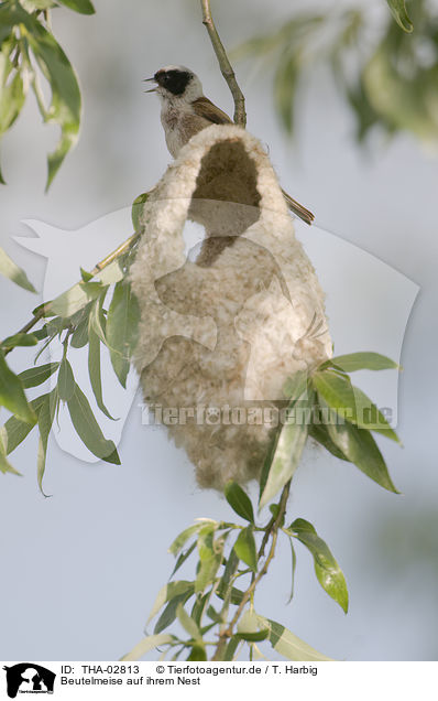 Beutelmeise auf ihrem Nest / Eurasian penduline tit on nest / THA-02813
