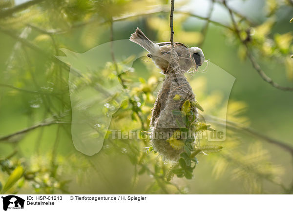 Beutelmeise / Penduline Tit / HSP-01213