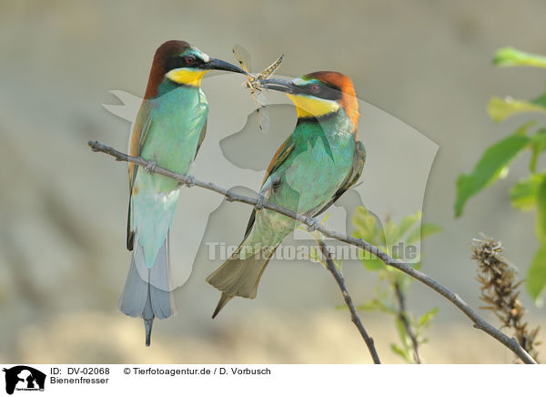 Bienenfresser / European bee-eater / DV-02068