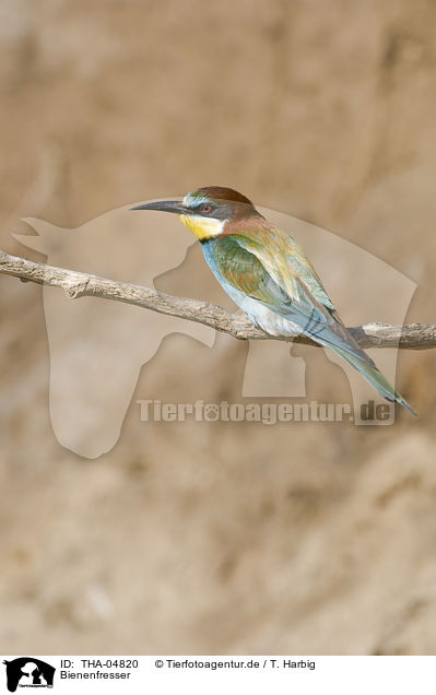 Bienenfresser / European bee-eater / THA-04820