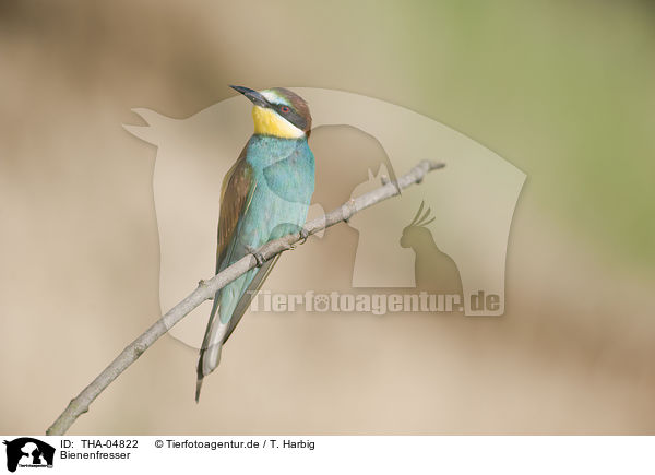 Bienenfresser / European bee-eater / THA-04822