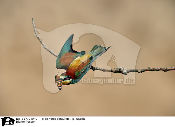 Bienenfresser / bee-eater / BSK-01049