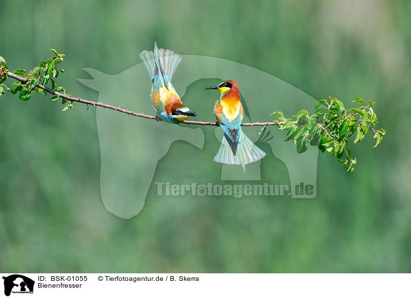 Bienenfresser / bee-eaters / BSK-01055