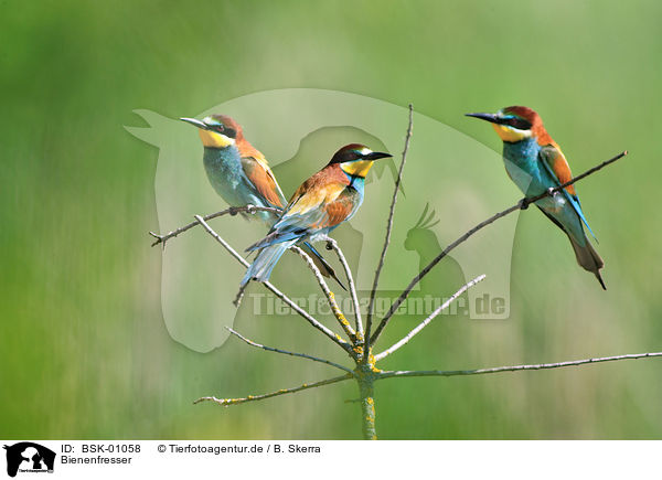 Bienenfresser / bee-eaters / BSK-01058