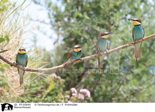 Bienenfresser / bee-eaters / FF-05840