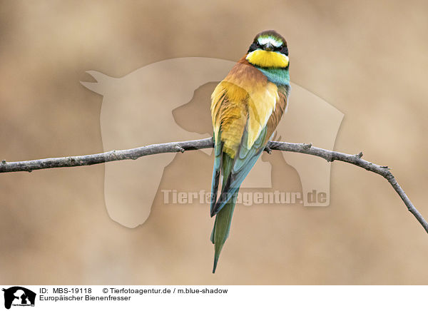 Europischer Bienenfresser / European bee-eater / MBS-19118