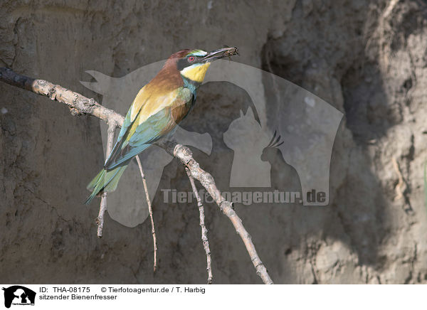 sitzender Bienenfresser / sitting Bee-eater / THA-08175