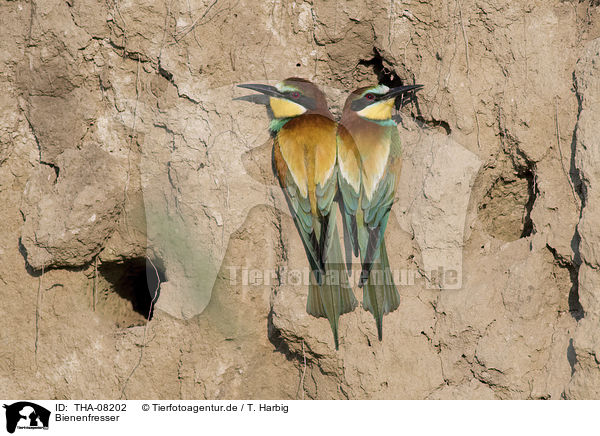 Bienenfresser / Bee-eaters / THA-08202