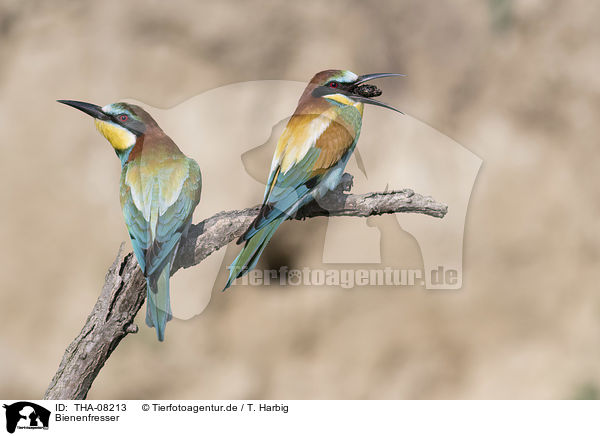 Bienenfresser / Bee-eaters / THA-08213