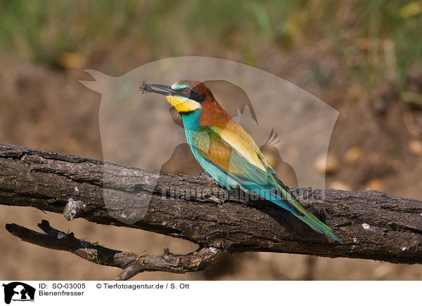 Bienenfresser / bee-eater / SO-03005