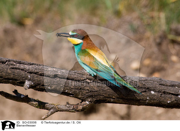 Bienenfresser / bee-eater / SO-03006