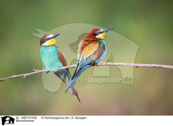 Bienenfresser / bee-eater / HSP-01056