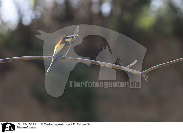 Bienenfresser / bee-eater / FF-15179