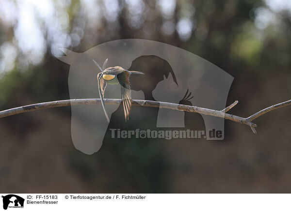 Bienenfresser / bee-eater / FF-15183