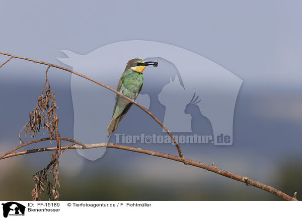 Bienenfresser / bee-eater / FF-15189