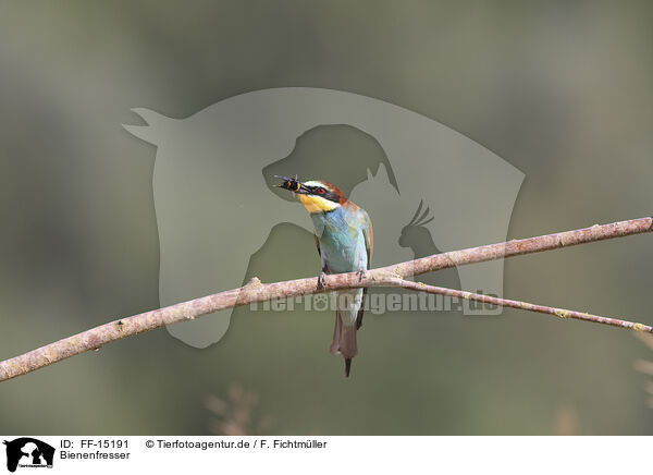 Bienenfresser / bee-eater / FF-15191